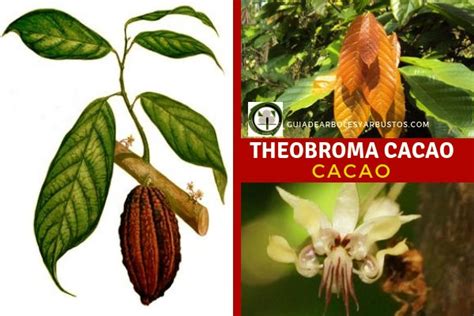 GUÍA DE ÁRBOLES Y ARBUSTOS DE LOS BOSQUES COMESTIBLES Cacao Theobroma