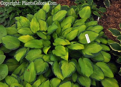 Hosta Gold Standard From The Hosta Helper Presented By Plantsgalorecom