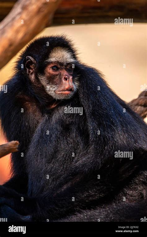 Mono Ara A Un Primate Que Tiene Una Cola Prensile Muy N En La