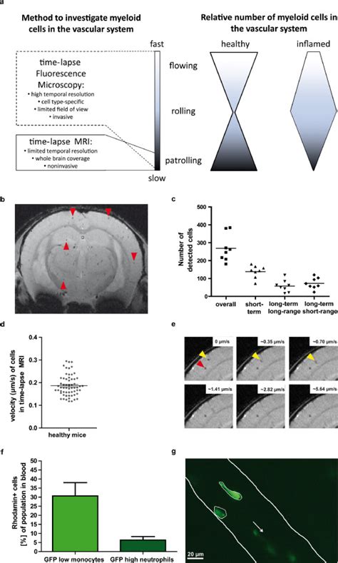 Resolving Immune Cells With Patrolling Behaviour By Magnetic Resonance Time Lapse Single Cell