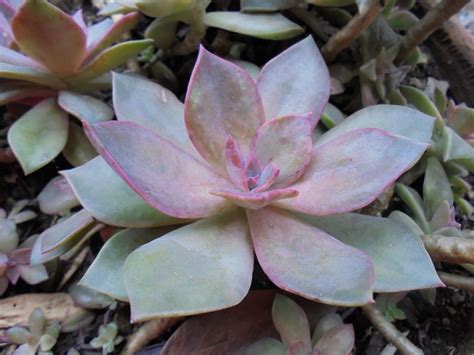 Jardines Verticales Huichol Plantas De Poca Agua Y Mucho Sol Para El Verano