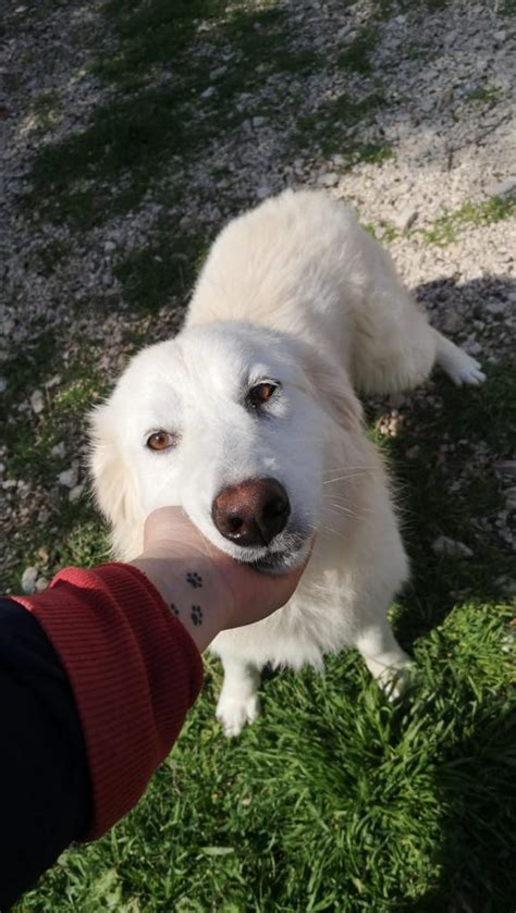 Yuda Simil Maremmano Di Mesi Cane A Ferrara In Regalo