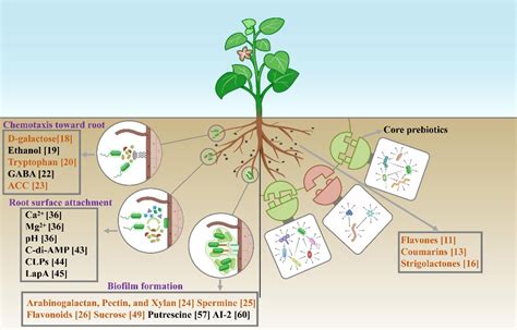 南京农业大学在植物益生菌根际精准调控信号分子研究方面取得新进展