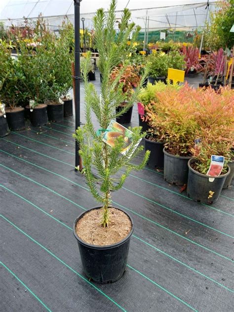 Banksia Ericifolia In Mm Pot Canberra Nursery Garden Centre