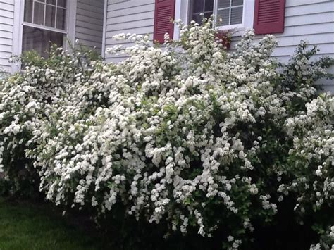 White Spirea Bushes In Full Bloom Messy To Clean Up But Beautiful In