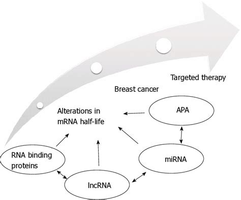 The Regulation Of The Mrna Half Life And Targeted Therapy In Breast