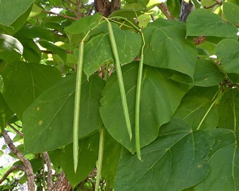 Where Do Catalpa Trees Grow: A Geographic Overview