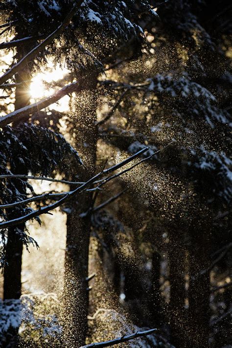 The Magic Forest Photograph By Mircea Costina Photography Pixels