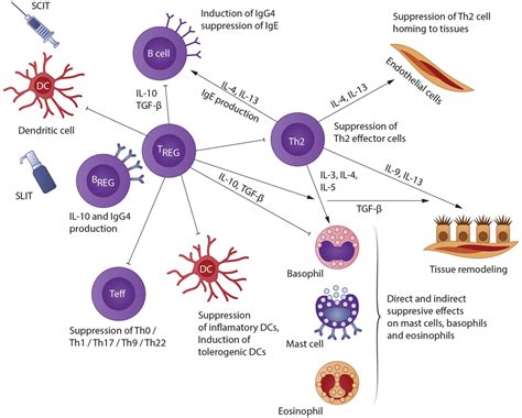 Frontiers Subcutaneous And Sublingual Immunotherapy In Allergic