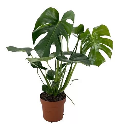 Planta Costilla De Adán Monstera Deliciosa 3 Litros en venta en por