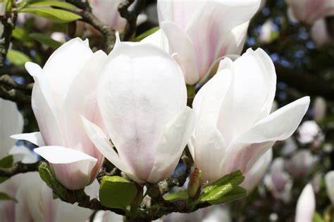 Magnolia ALBA SUPERBA - TwojeSady