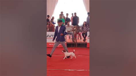 Cochin Dog Show Jack Russell Female Champion 🏆 Ragos Ego Aka Maggie🐕