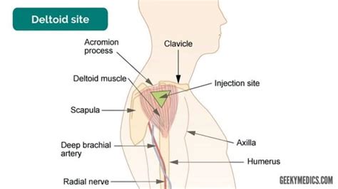 IM And Subcutaneous Injections Flashcards Quizlet