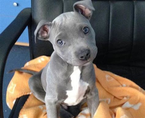 Pitbull Teacup