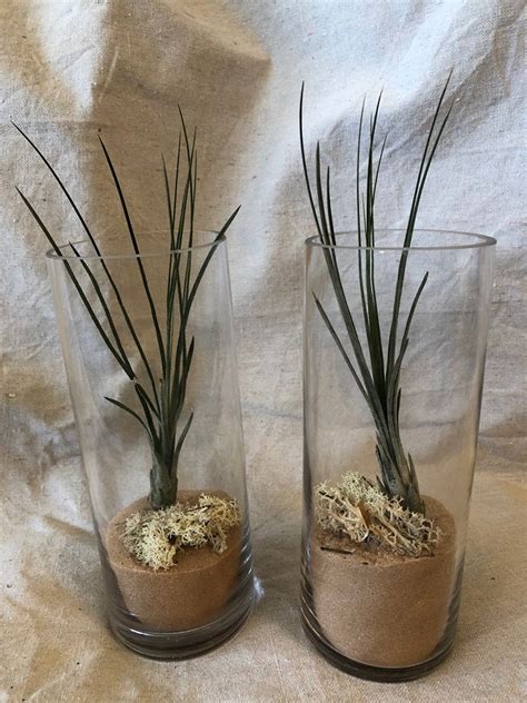 Two Clylinder Airplant Terrariums Great For Bedrooms And Fireplaces