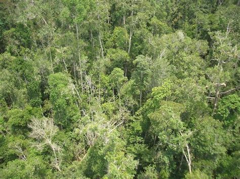 Ekosistem Hutan Hujan Tropis Contoh Dan Rantai Makanan