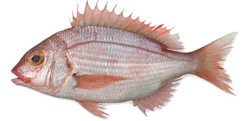 Morocco Dentex Fish Sources