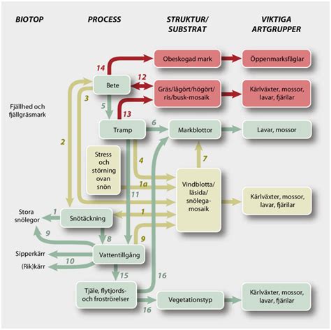 Figur 6 17 Samband Mellan Ekologiska Processer Biotopstrukturer Och