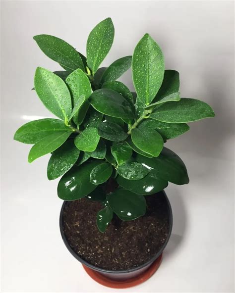 Indoor Ficus Retusa Care Ultimate Planting Maintenance Guide