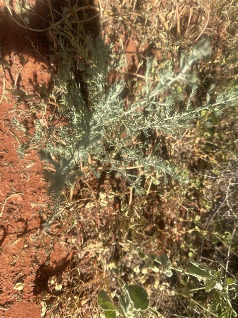 Barrier Saltbush From Gundabooka State Conservation Area Gunderbooka