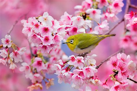 20 Of The Best Pictures Of This Year's Japanese Cherry Blossoms | DeMilked