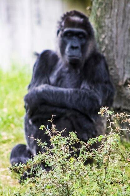 Premium Photo Close Up Of Monkey Looking At Camera