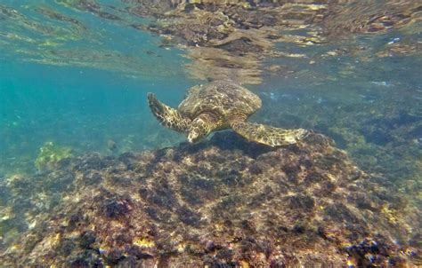 Best Snorkeling in Oahu - The Golden Hour Adventurer