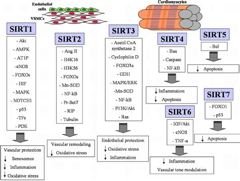 Cardiovascular Targets Modulated By Each Sirtuins Endothelial Cells Download Scientific