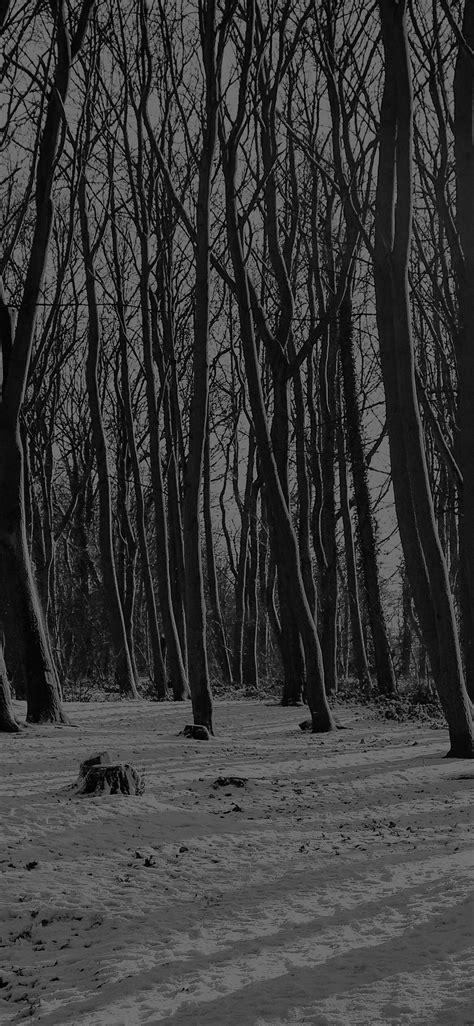 Dark Forest iPhone Wallpaper (74+ images)