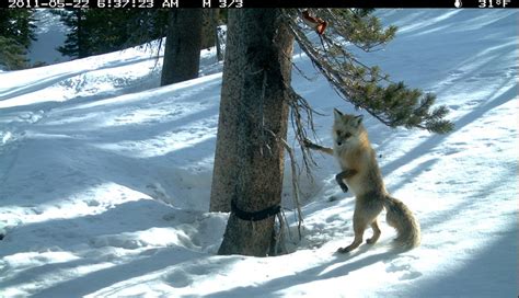 Sierra Nevada Red Fox In Yosemite National Park Yosemite National