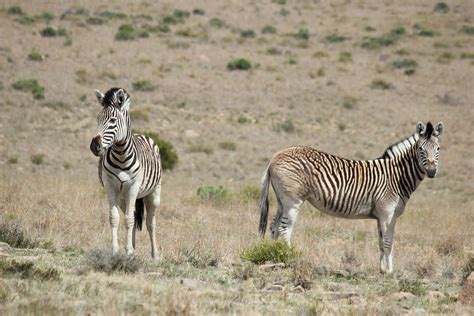 Zebras Tierwelt Afrika Kostenloses Foto Auf Pixabay Pixabay