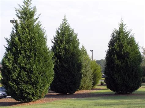 Arbre Pour Haie Quels Arbres Planter Pour Avoir La Meilleure Haie