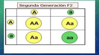 Las Tres Leyes De Mendel PPT