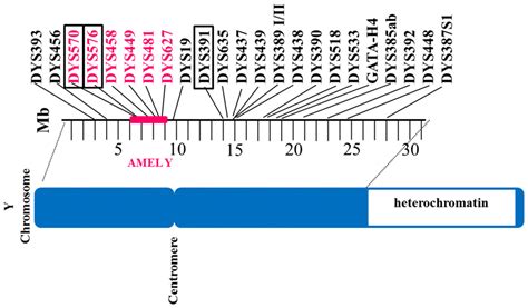 Relative Positions Of The Commonly Used Y STR Markers On The Y