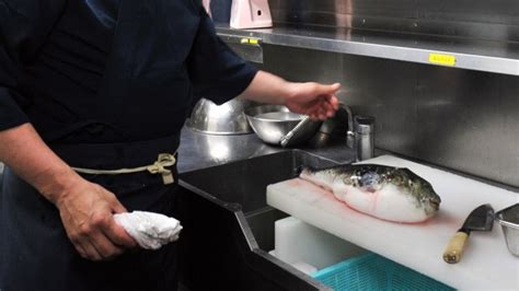 Kota Di Jepang Larang Makan Ikan Buntal Yang Beracun