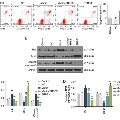 Effects Of MiR 148a 3p On The Viability And Apoptosis Of HSC T6 Cells