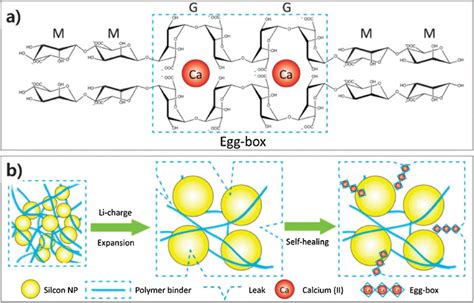 A Molecular Structure Of Alginate And Ca Mediated Egg Box Like