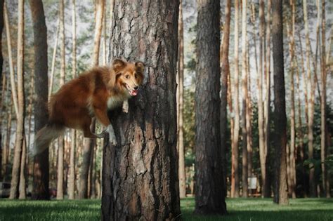 Un perro está en un árbol en un bosque con un fondo de árboles Foto