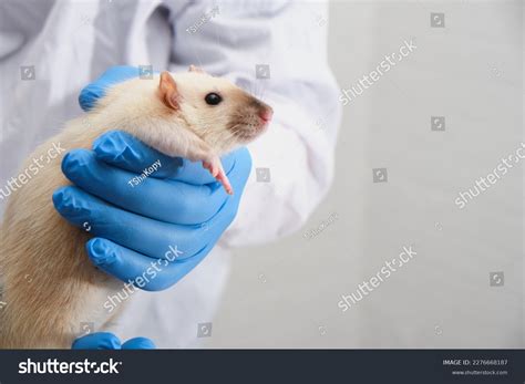 1729 Vet Rat Images Stock Photos 3d Objects And Vectors Shutterstock