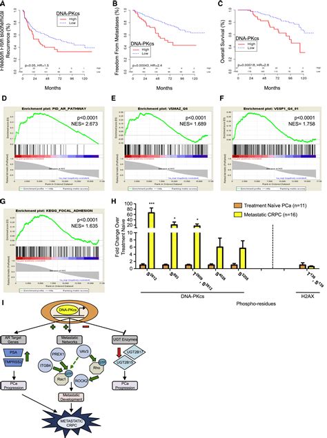 Dna Pkcs Mediated Transcriptional Regulation Drives Prostate Cancer