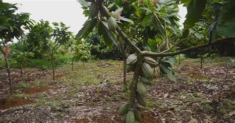 Cameroons Cocoa Production Decreases Africanews