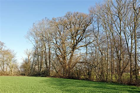 Eiche Beim Gut Bundhorst Monumentale Eichen Von Rainer Lippert