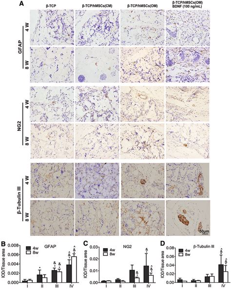 Immunohistochemical Staining Of Gfap Ng And B Tubulin Iii A