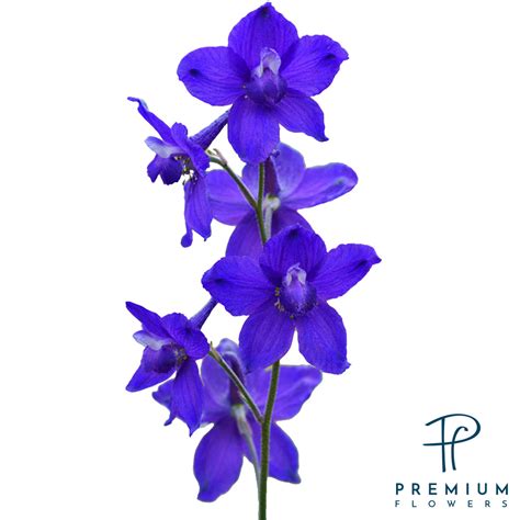 Larkspur Birth Flower Best Flower Site