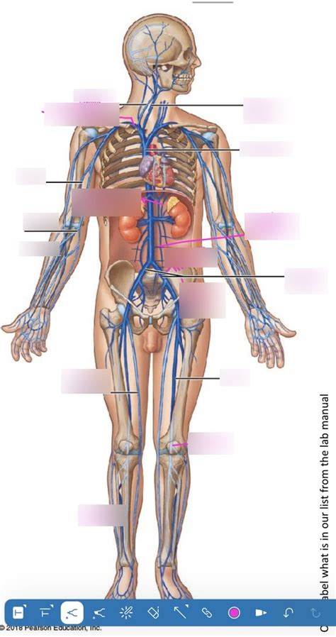 Body Veins Diagram Quizlet