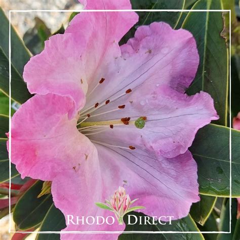 Rhododendron Orchard Road Rhododirect Buy Rhododendrons Online In