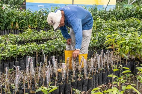 Prefectura de Pastaza fortalece la producción de plántulas a través de