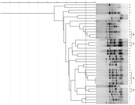 Molecular Characterizations Of Antibiotic Resistance Biofilm Formation And Virulence