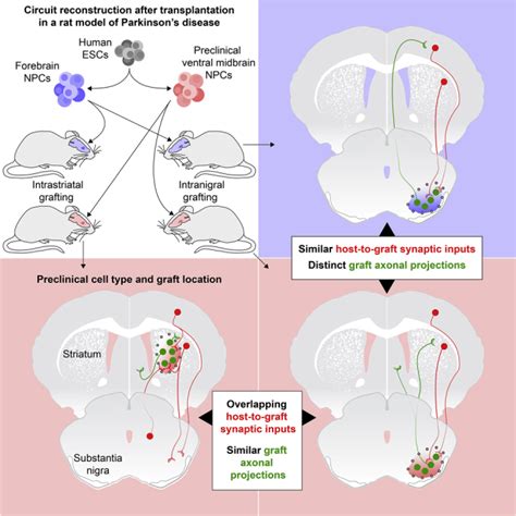 Hesc Derived Dopaminergic Transplants Integrate Into Basal Ganglia