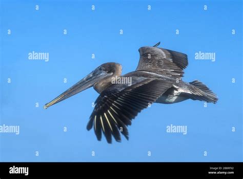 América del Sur Ecuador Islas Galápagos vida silvestre aves